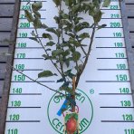 Jabloň domáca (Malus domestica) ´BELLE DE BOSKOOP ROUGE´ - zimná, výška 270-300 cm, obvod kmeňa 6/8 cm, kont. C6L
